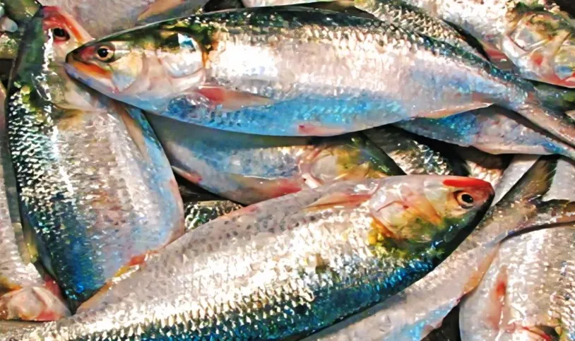 পহেলা বৈশাখে ইলিশ সংকট, বিক্রি হচ্ছে আকাশছোঁয়া দামে